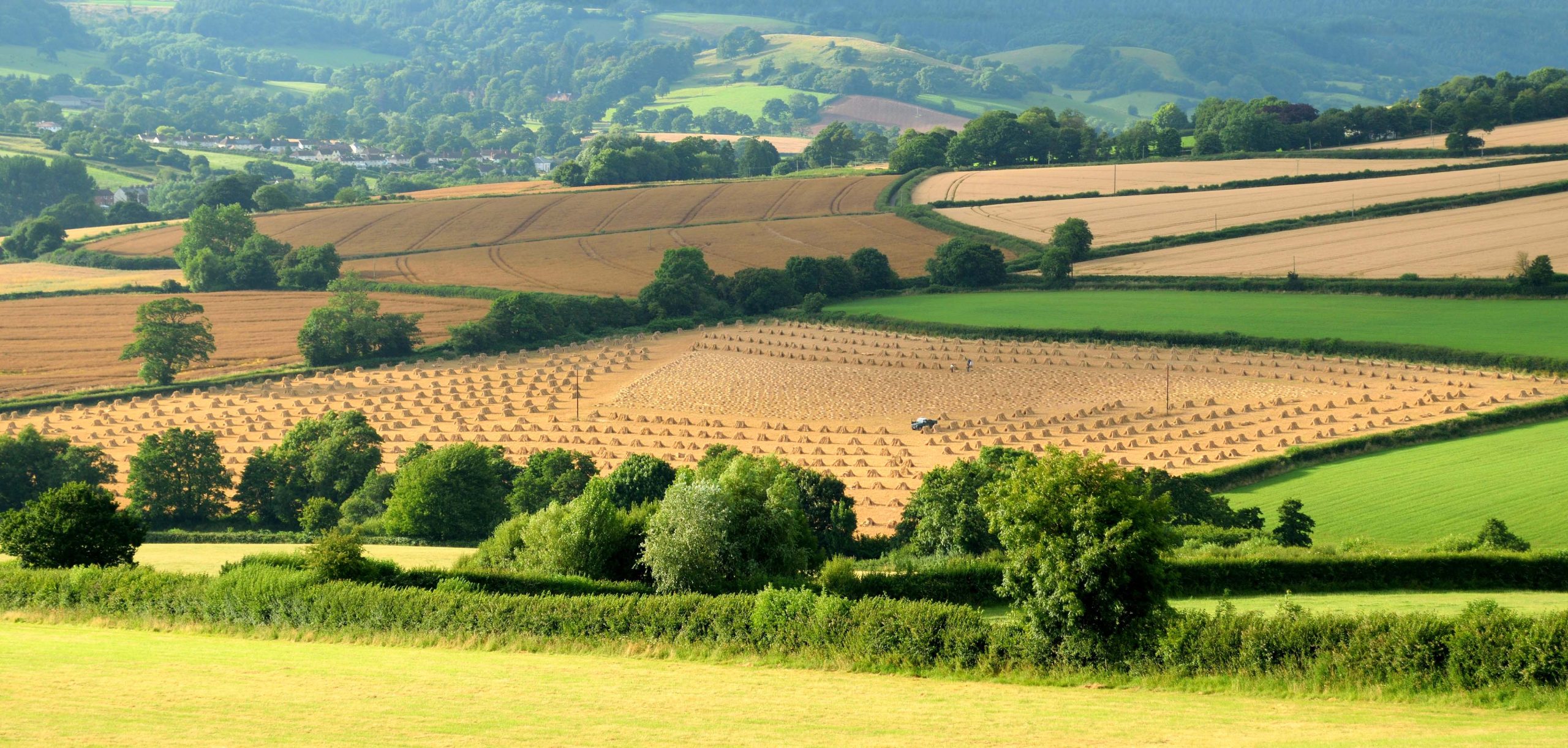 Devon Fields