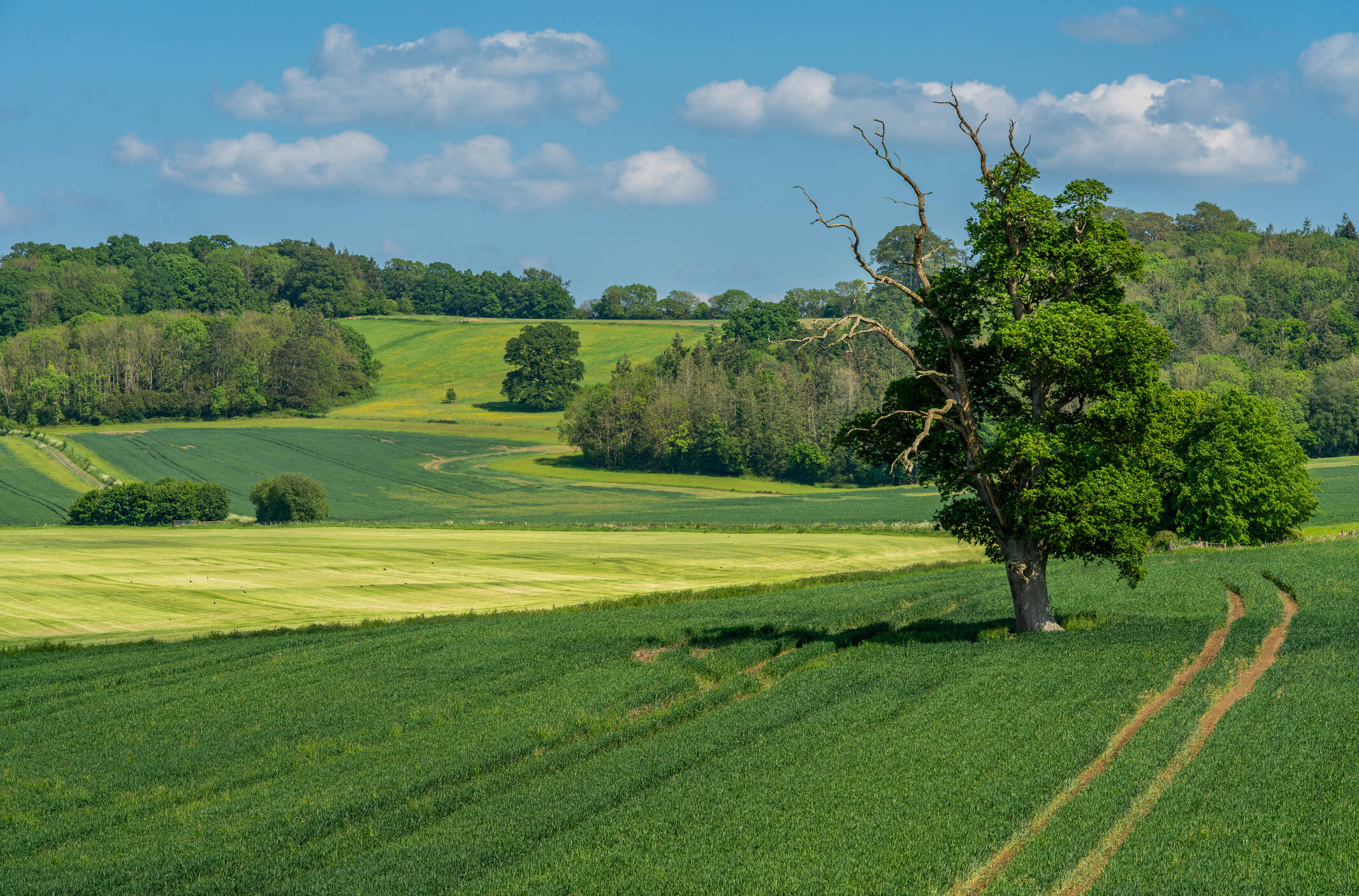 Dorset Fields