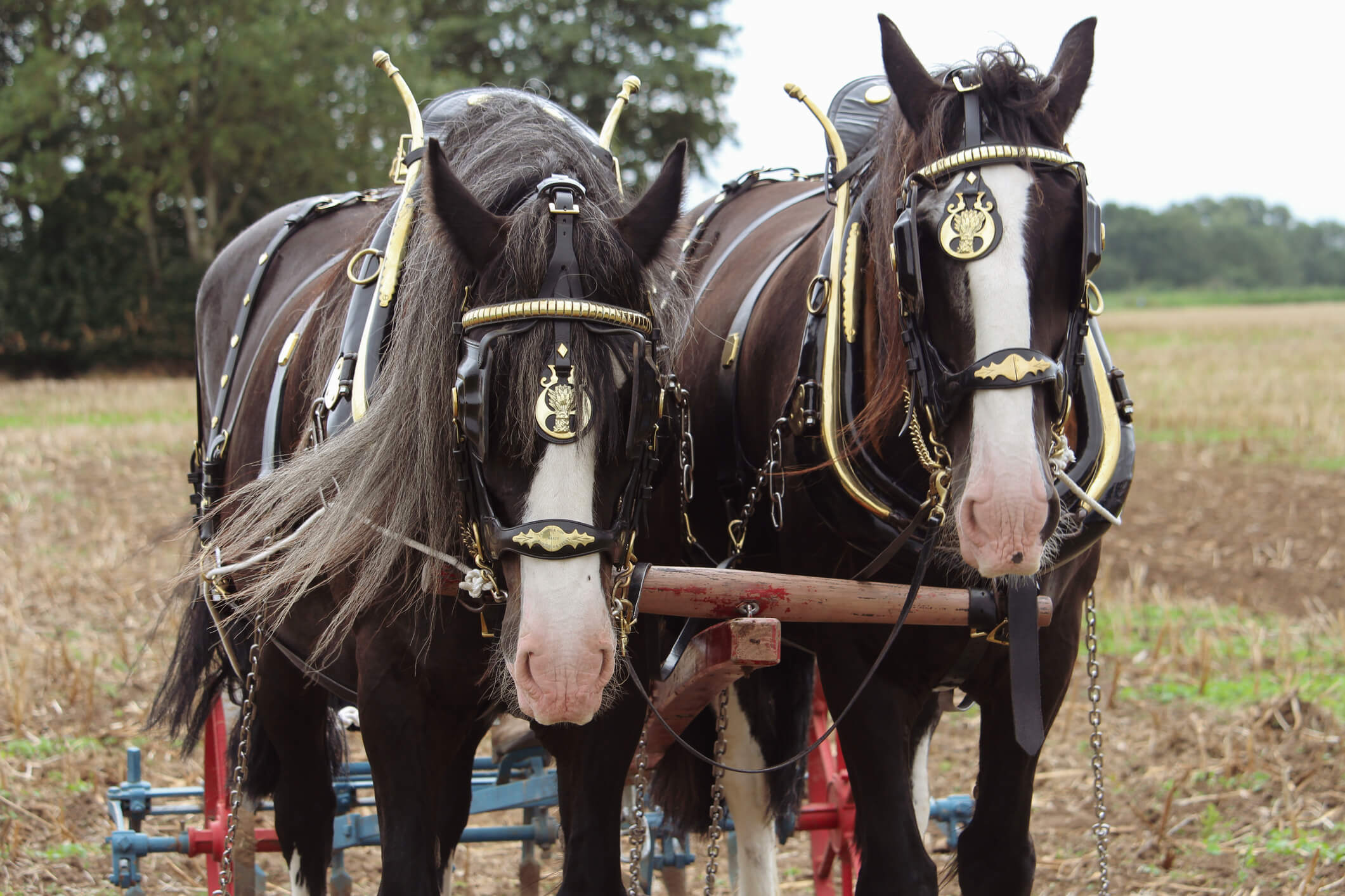 Two Shire Horses in full traditional ploughing gear
